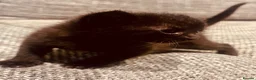Domestic Shorthair cats for sale: Kittens for sale in Dunstable - Advert 9