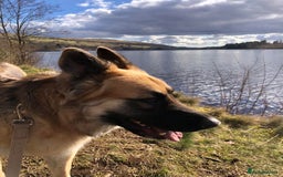 German Shepherd dogs for sale: Beautiful German Shepherd Puppies - Image 7
