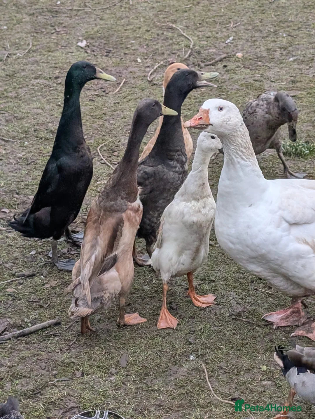Mixed Breed poultry for sale: Runner ducks, chickens, geese  - Advert 2