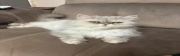 Persian cats for sale: Beautiful fluffy Persian kittens, PKD clear - Advert 5