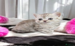 Scottish Fold cats for sale: Tiny Treasures Scottish Fold Straight Ear Kittens - Image 33