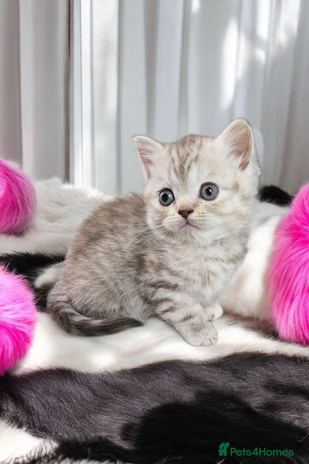 Scottish Fold cats for sale: Tiny Treasures Scottish Fold Straight Ear Kittens - Image 33