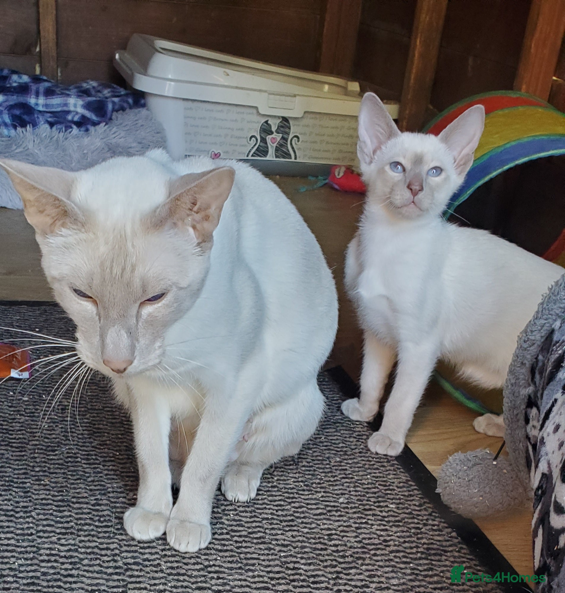 Siamese cats lilac female pure bred siamese  - Advert 12