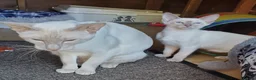 Siamese cats for sale: lilac female pure bred siamese  - Advert 1