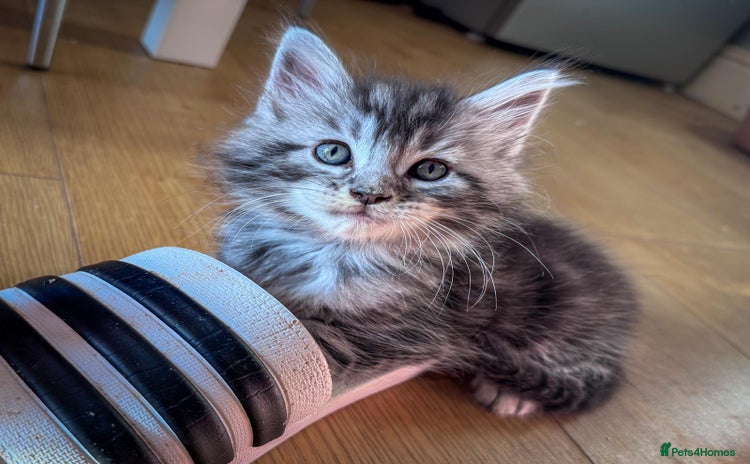 Maine Coon cats - Advert 5