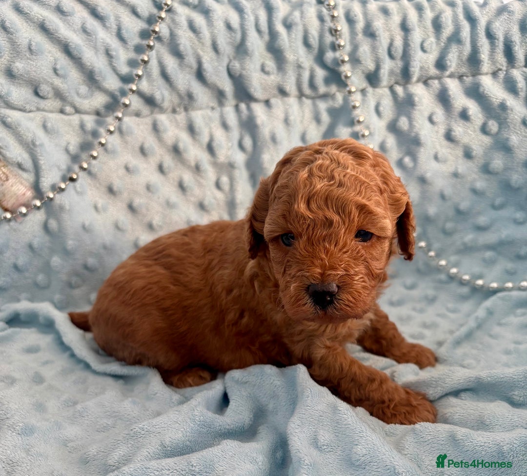 Toy Poodle dogs for sale: KC registered toy poodles - Advert 3