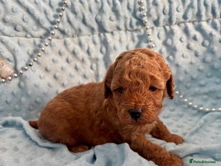 Toy Poodle dogs KC registered toy poodles - Advert 5