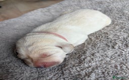 Labrador Retriever dogs for sale: Beautiful litter of kc registered labrador  - Image 11