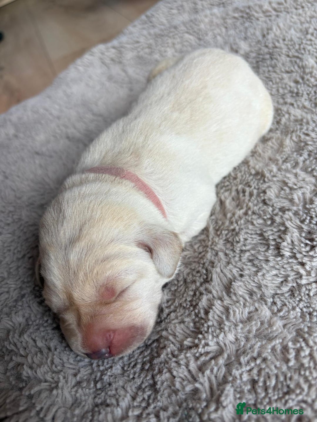 Labrador Retriever dogs for sale: Beautiful litter of kc registered labrador  - Image 11