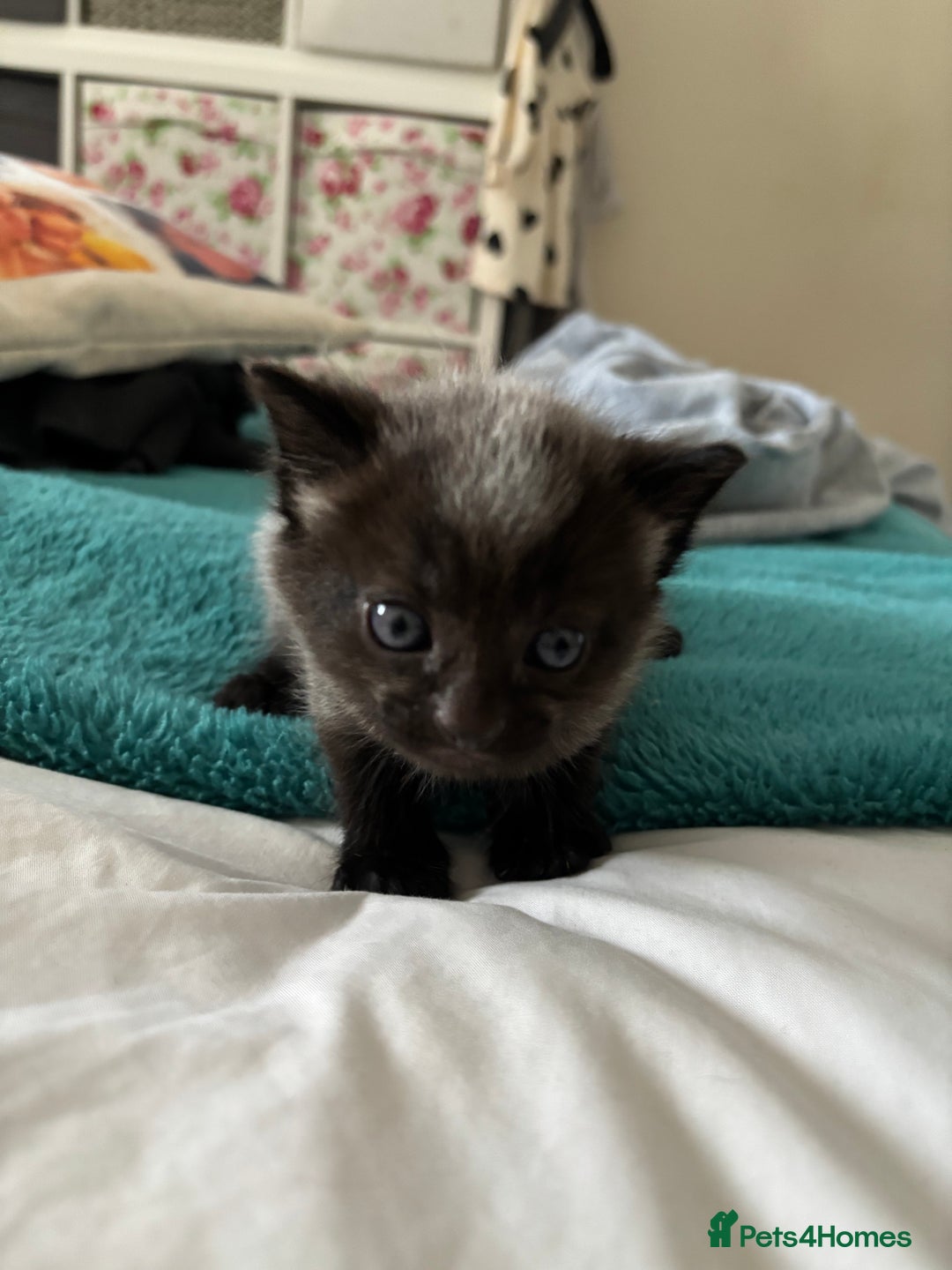 Mixed Breed cats for sale: Beautiful tabby x Ragdoll kittens for sale ! - Advert 10