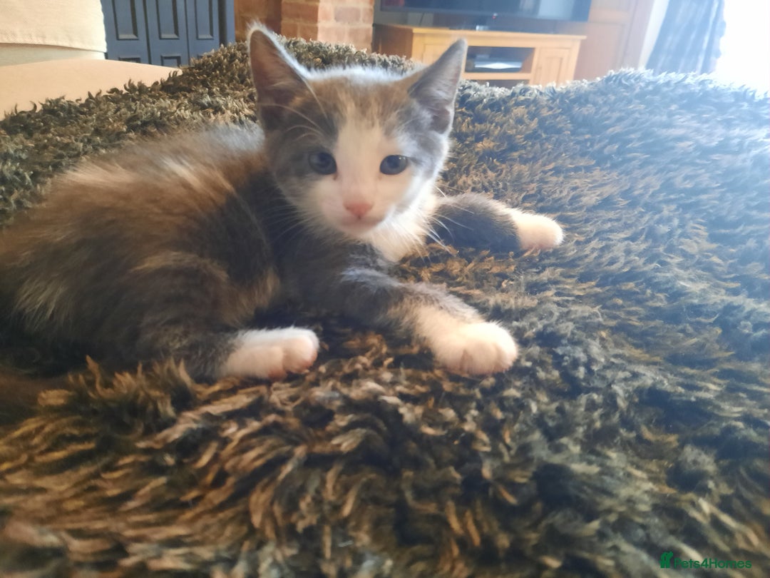Mixed Breed cats for sale: Beautiful friendly kittens.  - Image 9
