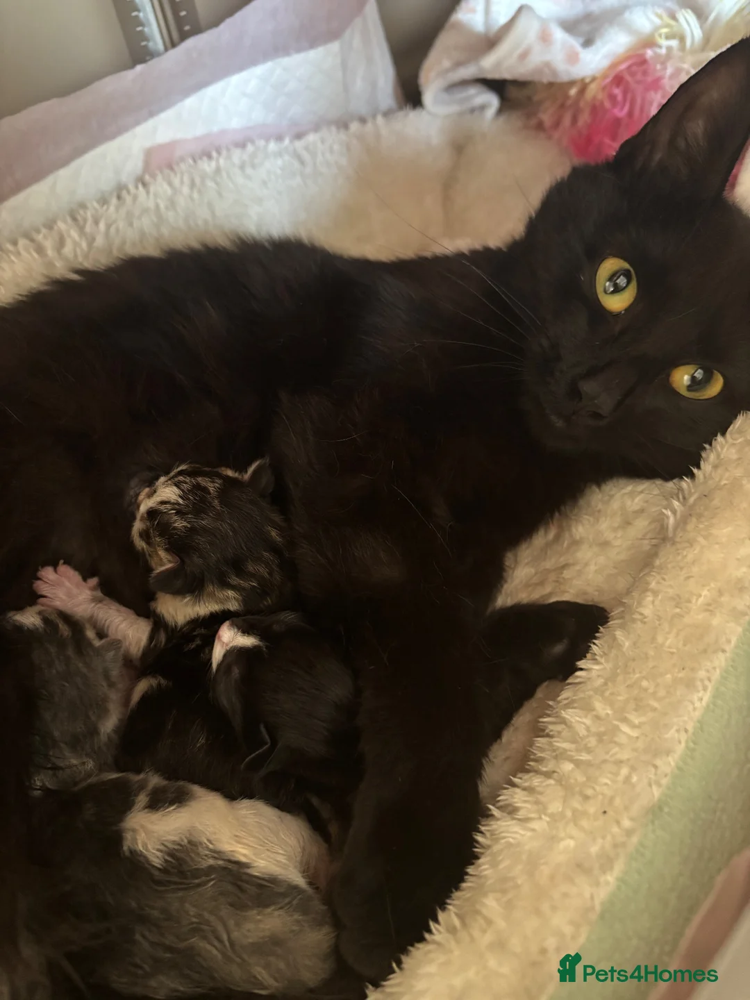 Mixed Breed cats for sale: Last remaining black and white kitten! - Advert 2