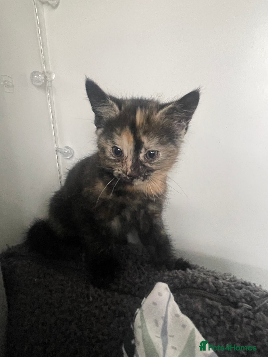 Domestic Shorthair cats for sale: Beautiful fluffy kitten  - Image 2