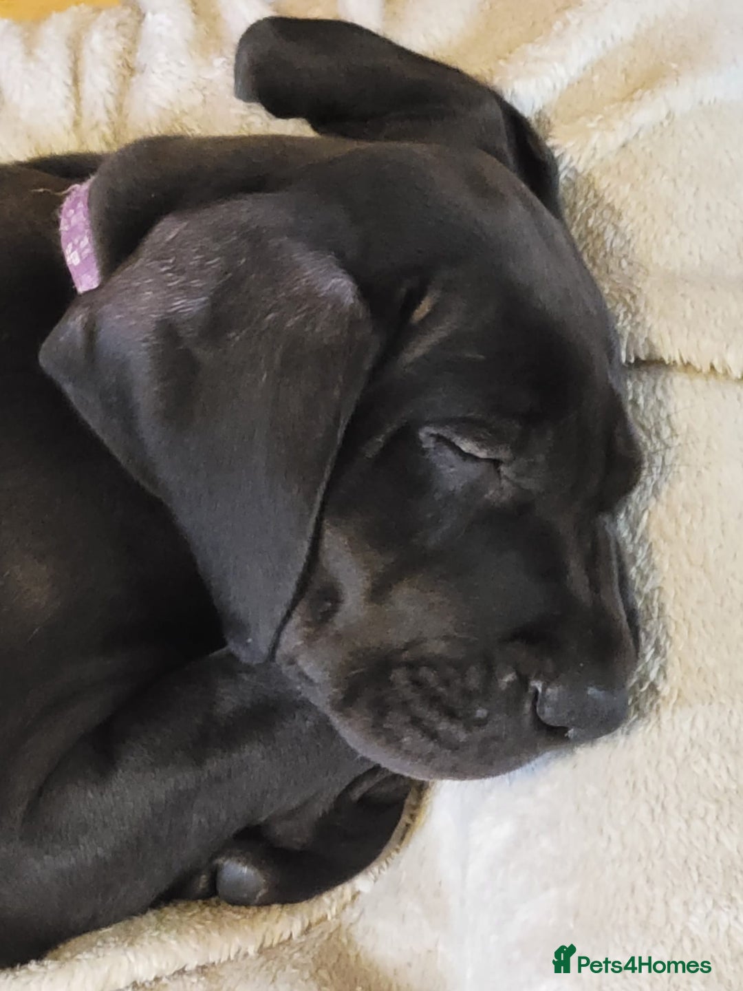 Great Dane dogs for sale: Only 2 beautiful Great Dane girls left. Ready now - Advert 36