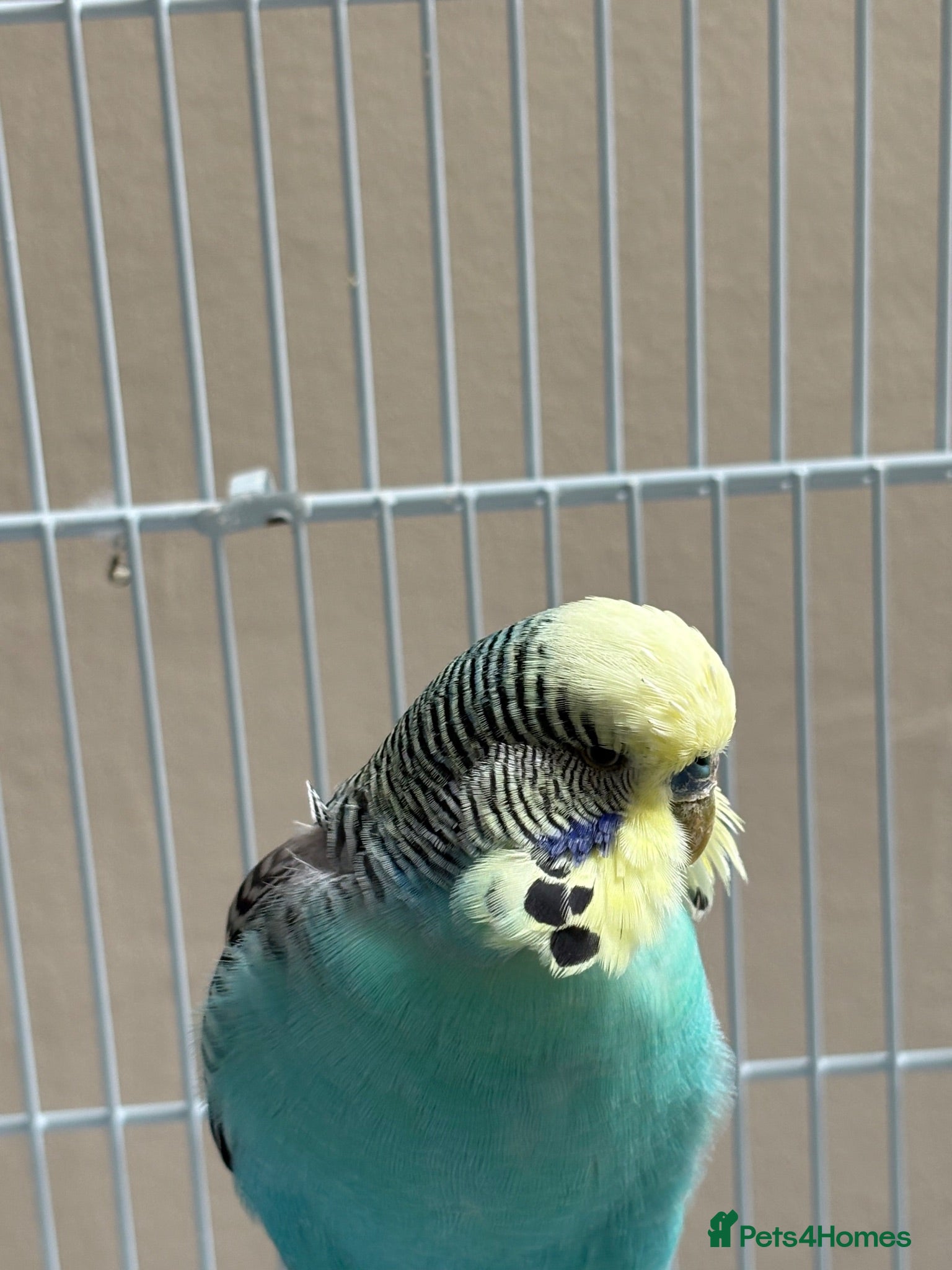Budgerigars birds Pair of budgies with cage ! - Advert 3