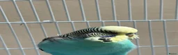 Budgerigars birds for sale: Pair of budgies  - Advert 1
