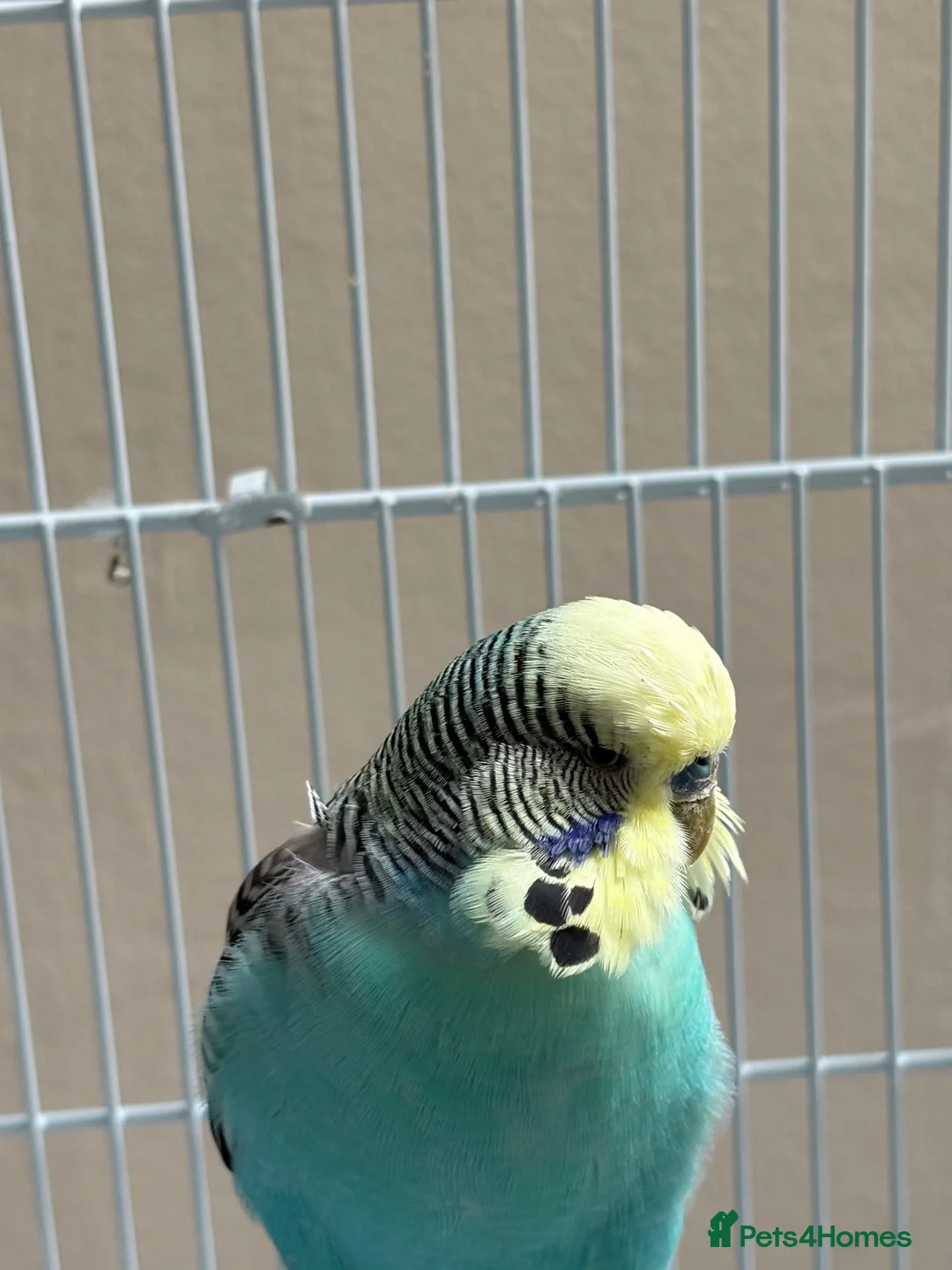Budgerigars birds for sale: Pair of budgies  - Advert 1