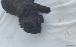 Mixed Breed dogs for sale: Lucus terrier cross toy poodle puppies - Advert 8