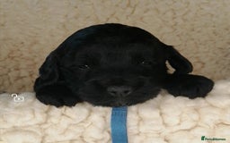 Sproodle dogs for sale: Sproodle F1 Puppies - Image 1