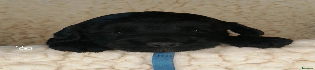 Sproodle Puppy Blue Collar
