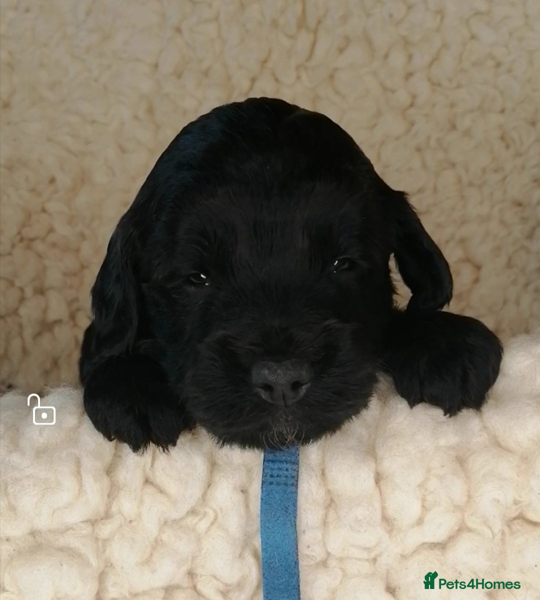 Sproodle dogs for sale: Sproodle F1 Puppies - Image 1