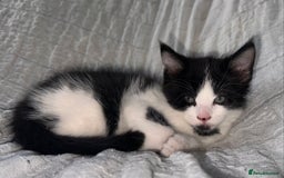 Maine Coon cats for sale: GORGEOUS MAINE COON KITTENS - Image 14