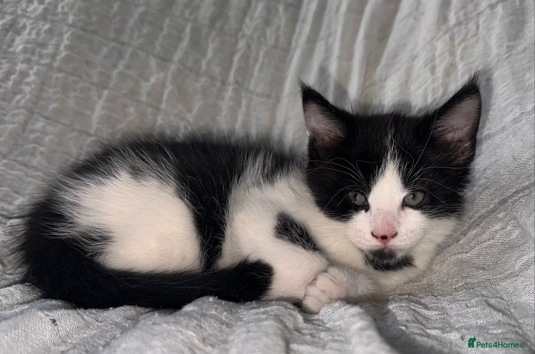 Maine Coon cats for sale: GORGEOUS MAINE COON KITTENS - Image 14