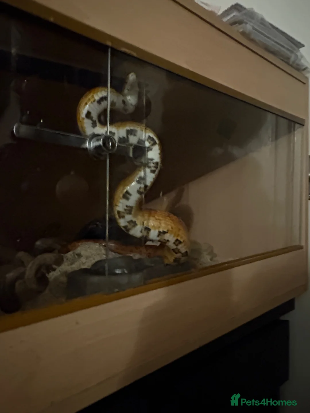 Corn Snake reptiles for sale: Eggsy in Preston - Advert 2