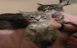 Norwegian Forest Cat cats for sale: Norwegian forest mixed tabby - Image 25
