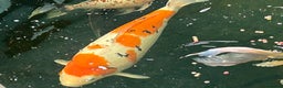 Koi Carp fish for sale: Koi Carp - Advert 4