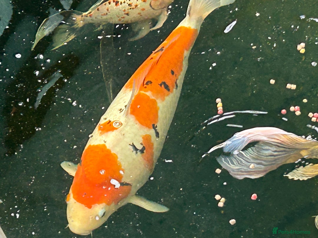 Koi Carp fish for sale: Koi Carp - Image 4