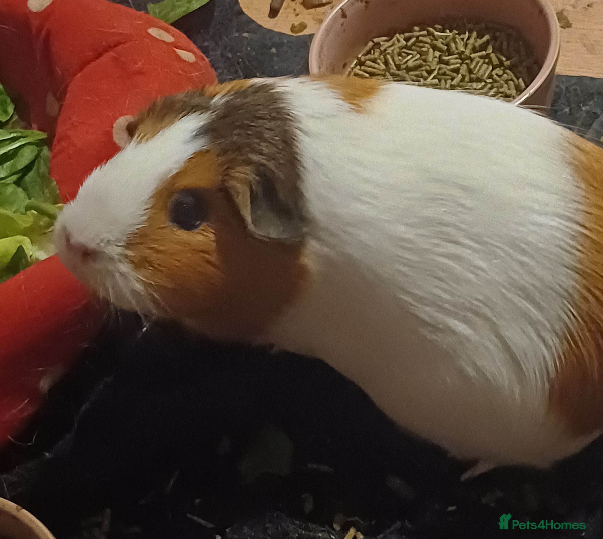 Guinea Pig rodents 2 guinea pigs free to a good home - Advert 1