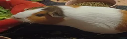 Guinea Pig rodents for sale: 2 guinea pigs free to a good home - Advert 1