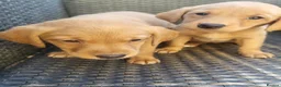Labrador Retriever dogs for sale: A Super litter of Fox Red & Black Working Lab pups - Advert 4