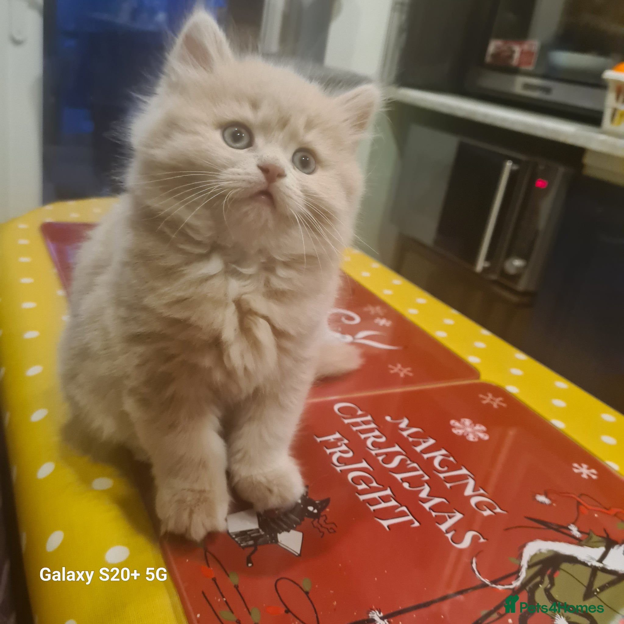 Mixed Breed cats Two fluffy girls ready for rehoming  - Advert 1