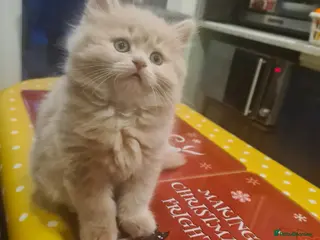 Mixed Breed cats Two fluffy girls ready for rehoming - Advert 1