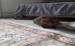 Scottish Fold cats for sale: Beautiful brown scottish fold - Image 4