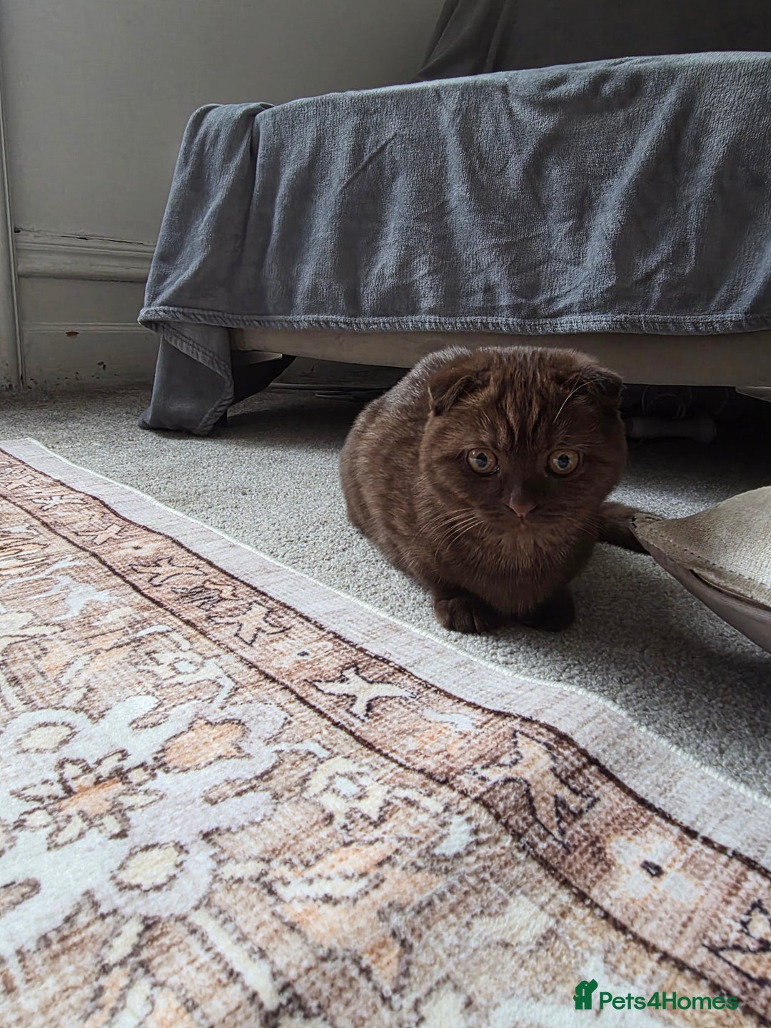 Scottish Fold cats for sale: Beautiful brown scottish fold - Image 4