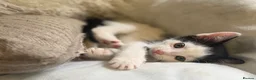 Mixed Breed cats for sale: 3 x Black & white kittens, 1 x boy, 2 x girl in Port Talbot - Advert 30