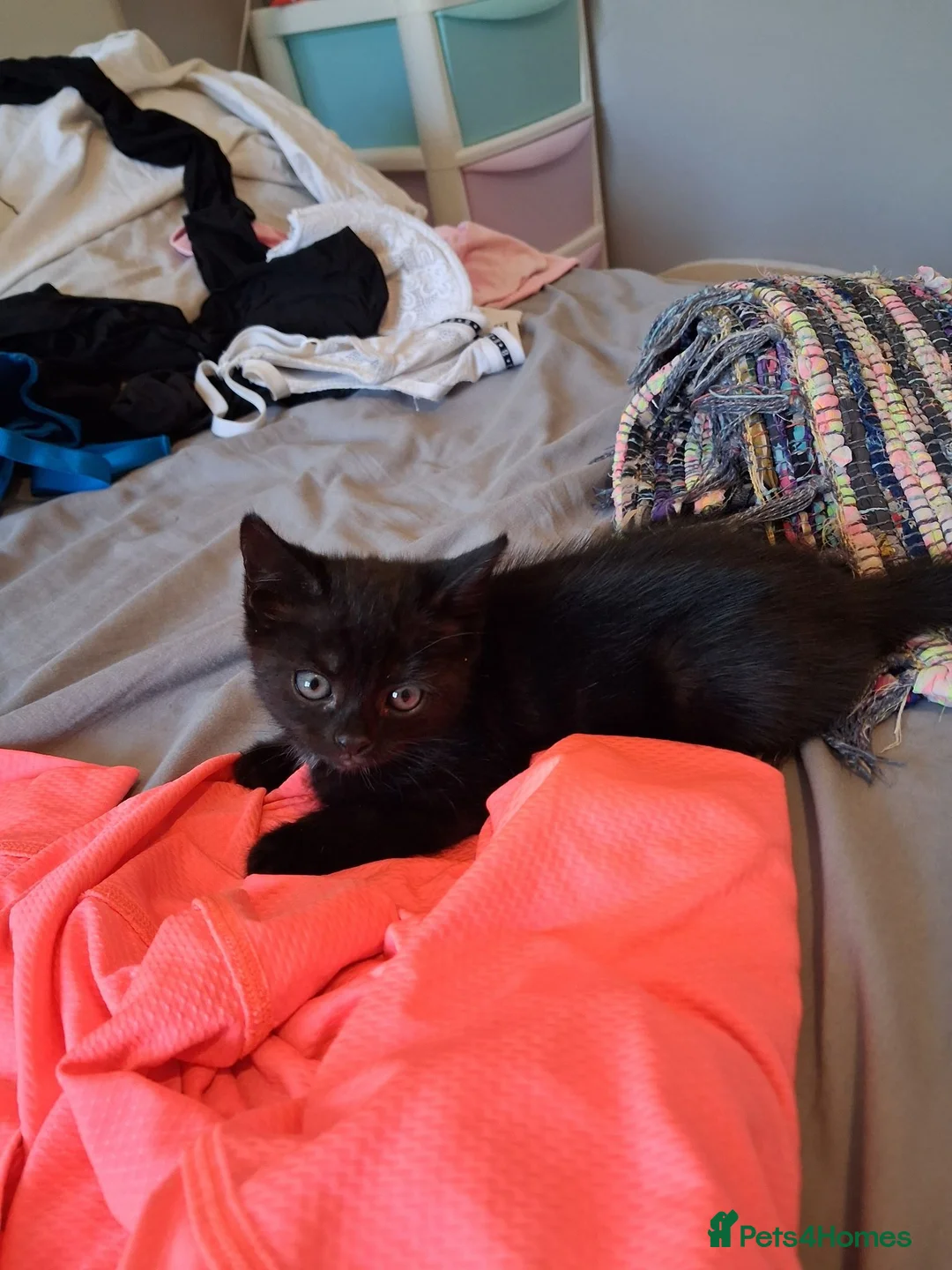 Mixed Breed cats for sale: 4 beautiful kittens - Advert 6