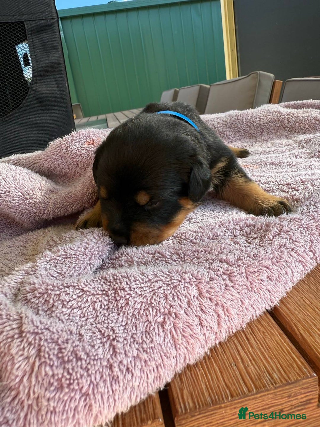 Rottweiler dogs for sale: Pure bred Rottweilers puppies - Image 5