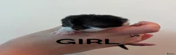Mixed Breed cats for sale: Beautiful black and white kittens in Malvern - Advert 9