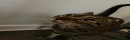 Bengal cats for sale: Full Bengal Brown Rosetted Female - Mia (Mims) - Advert 25