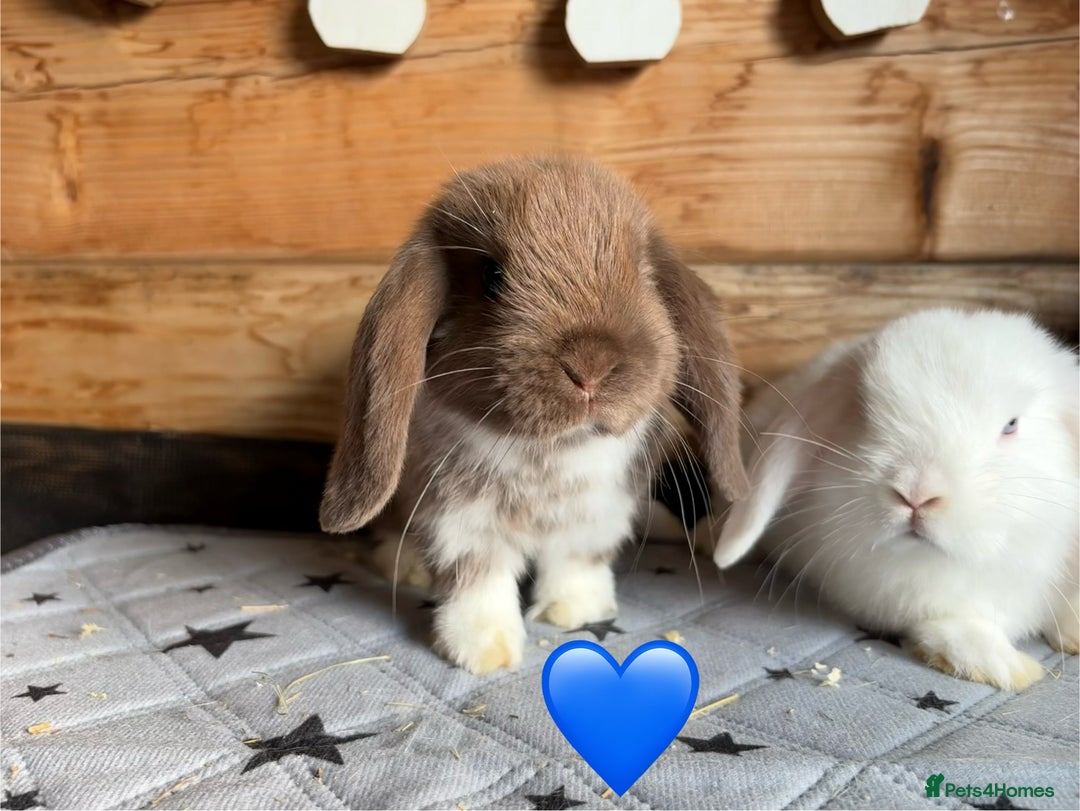 Mini Lop rabbits for sale: 4 beautiful mini lop babies  - Image 10