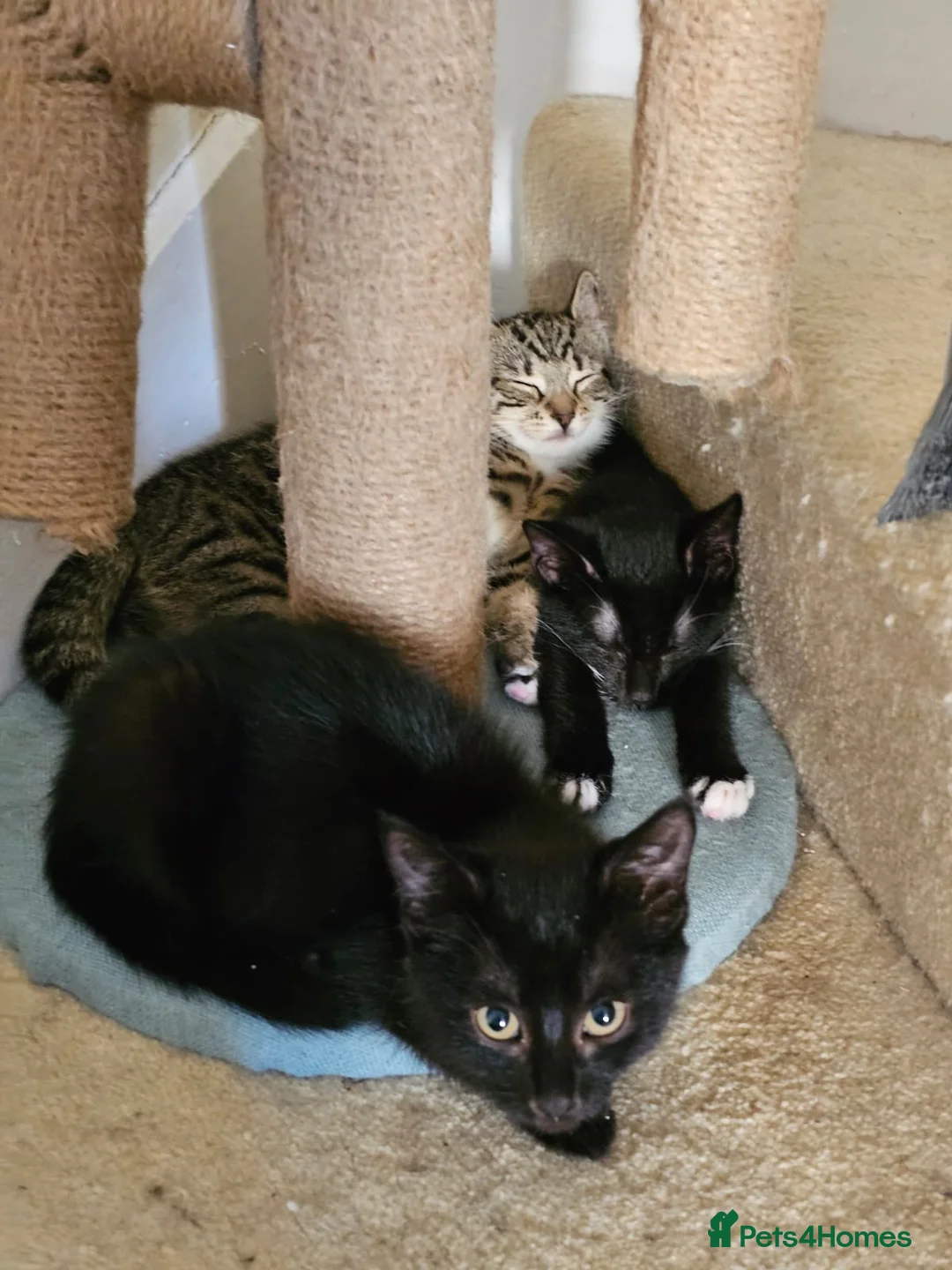 Domestic Shorthair cats for adoption: Black and white rescue kitten needs home  - Advert 2