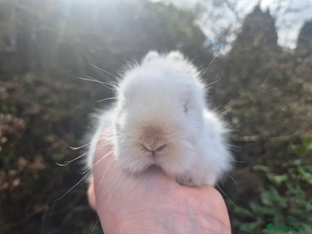 Angora rabbits for sale: 🩷💙Stunning Teddydwerg babies- imported parents🥰 - Advert 24