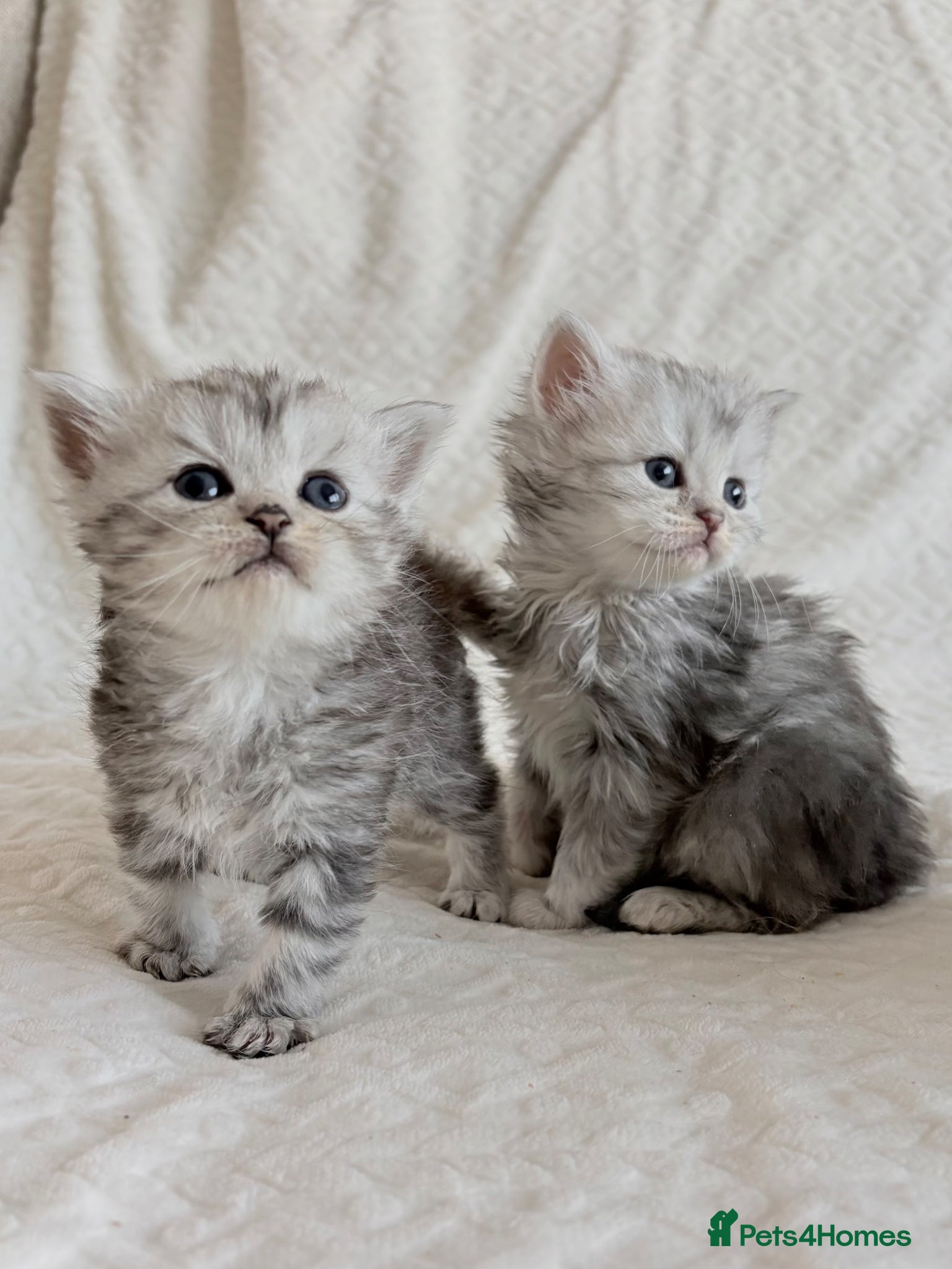 Persian cats Adorable half Persian kittens  - Advert 8