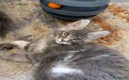 Maine Coon cats for sale: Maine Coon Kittens GCCF - Image 30