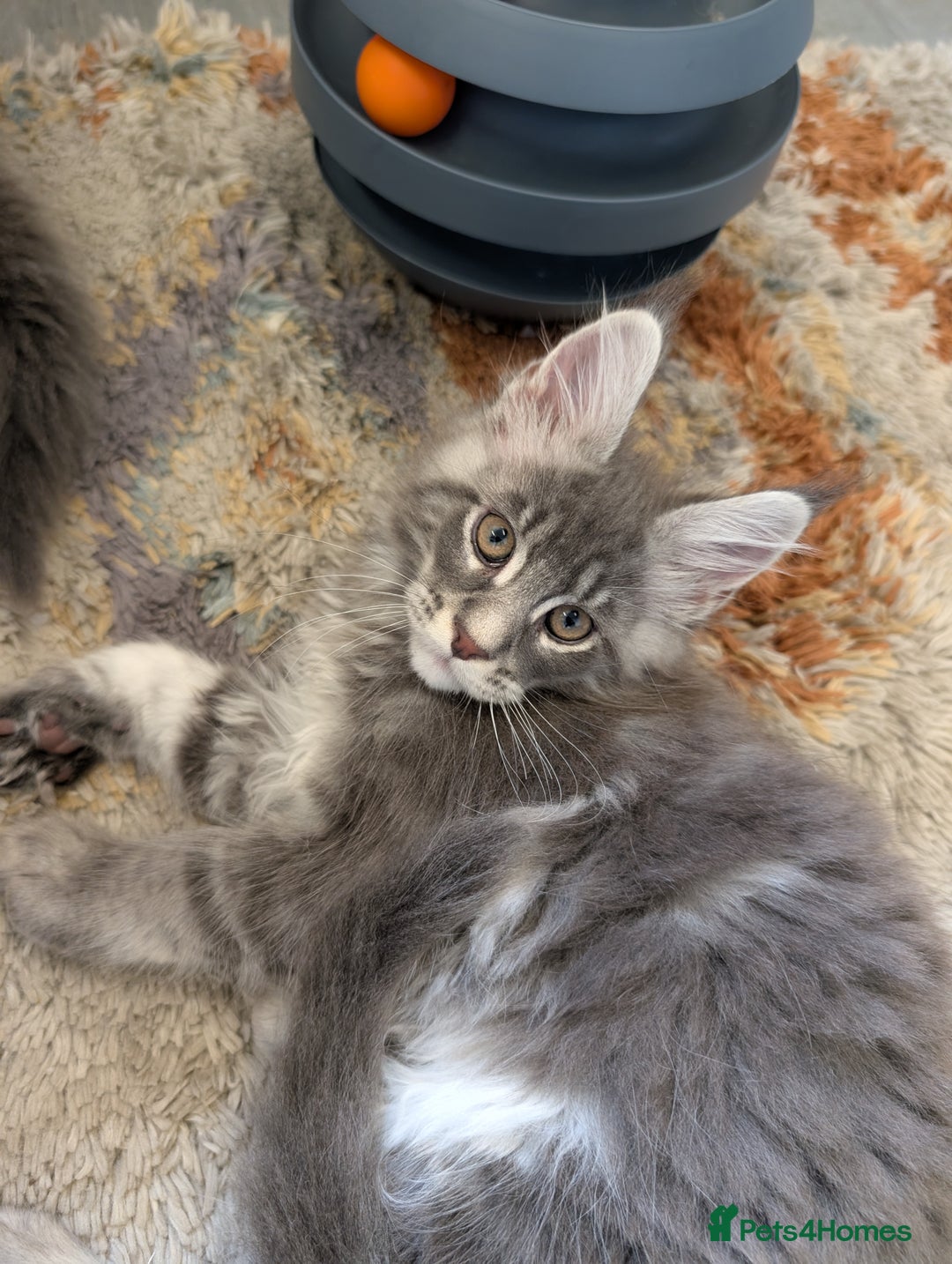 Maine Coon cats for sale: Maine Coon Kittens GCCF - Image 30