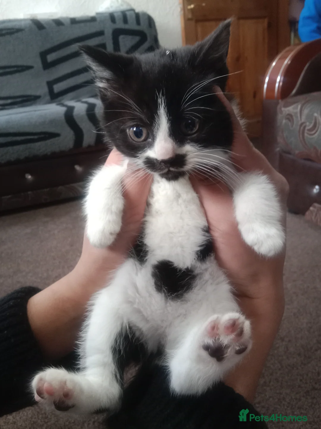 Asian cats for sale: Imran - Advert 2